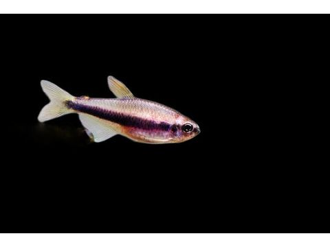 One Emperor Purple Kerri Tetra Approx .75-1” T118/156