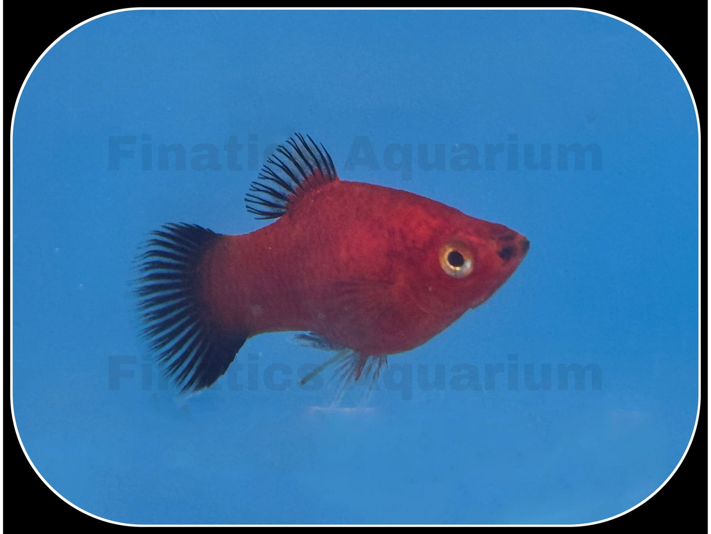 Red Wag Platy