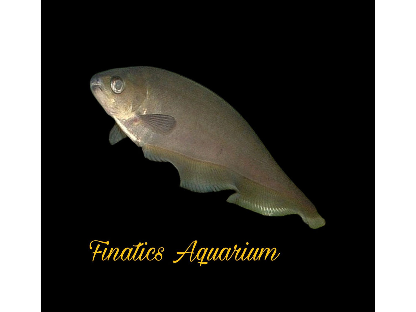 One African Granite Knife Fish Approx 3-3.5” T92