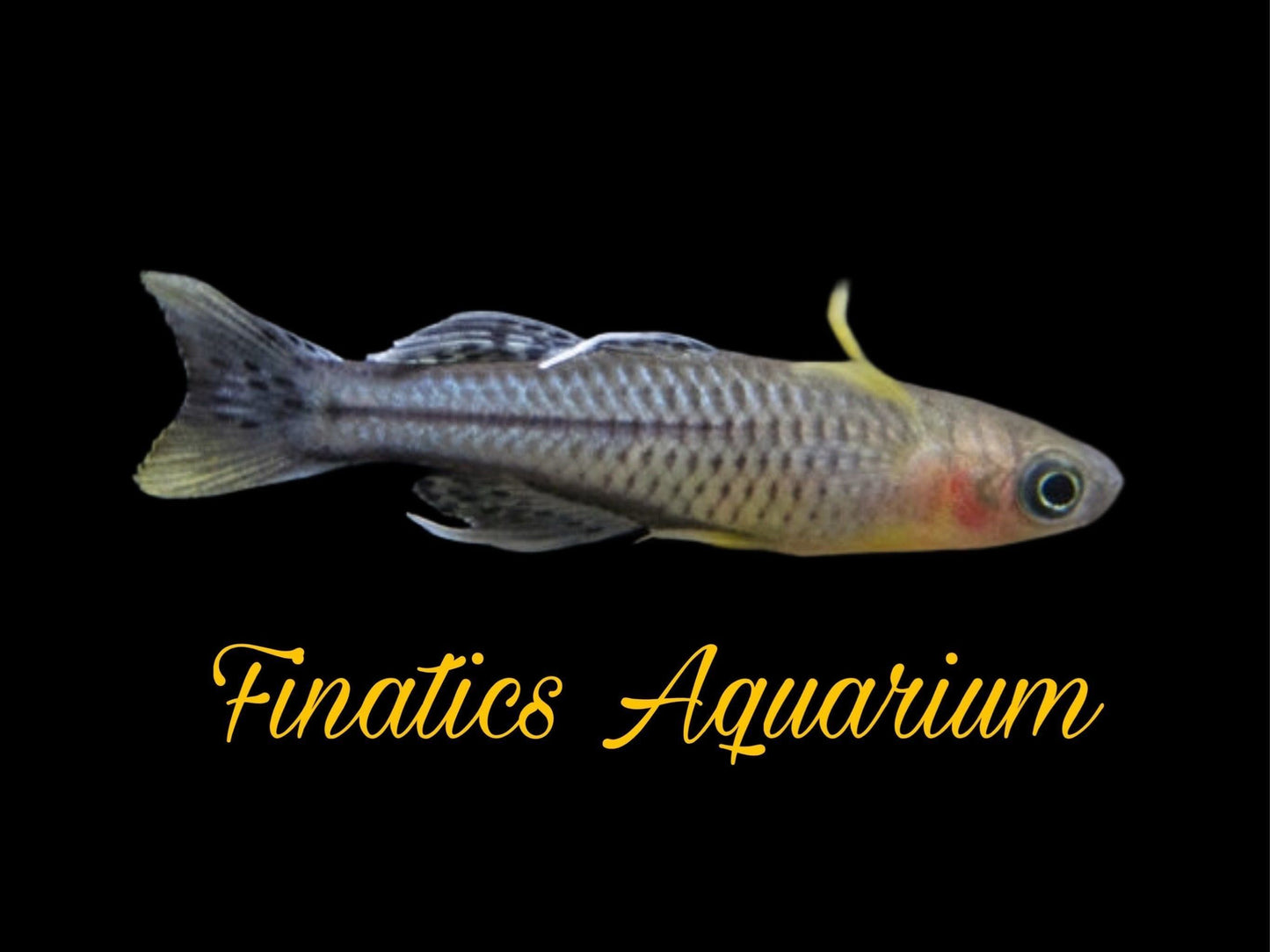 One Gertrude Aru II Rainbowfish Approx 1.5” T28
