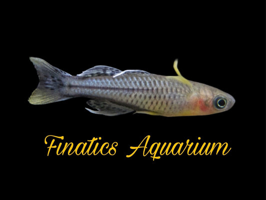 One Gertrude Aru II Rainbowfish Approx 1.5” T28