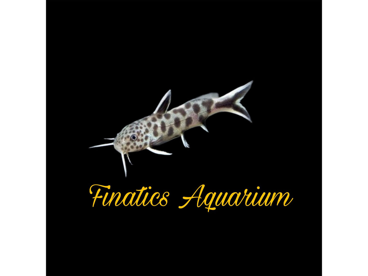 One Piedratus Catfish T163/165 Approx 1.5"