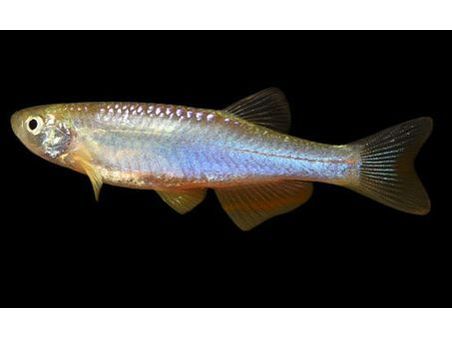 One Pearl Danio Approx 2-2.5” T87