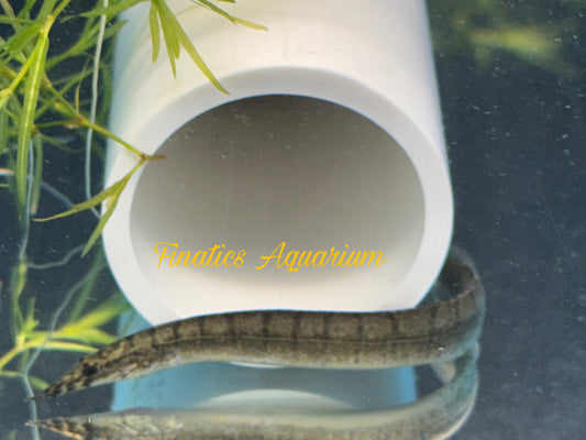 One Tire Track-Eel Freshwater Approx 4-6 ” T105