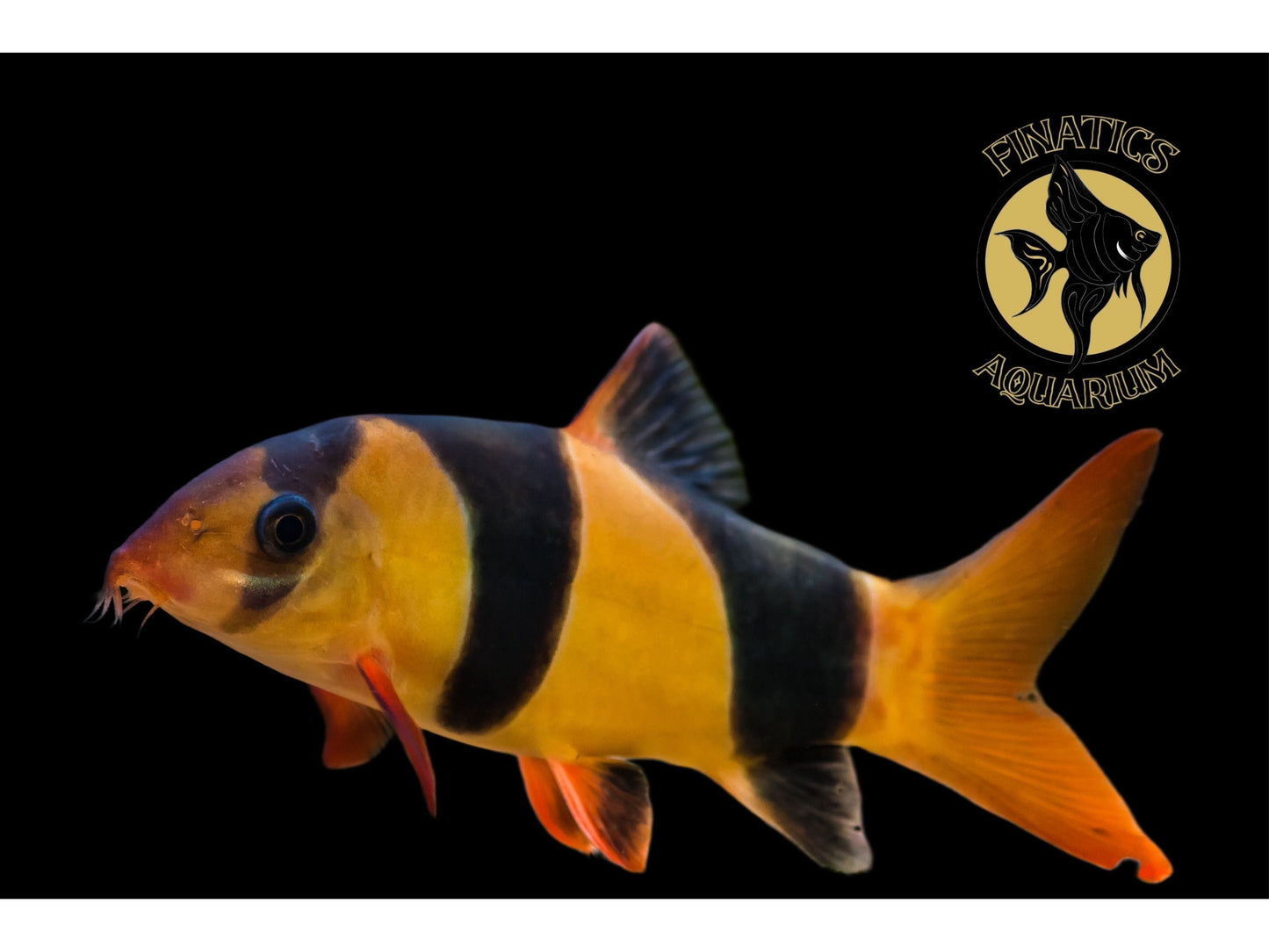 One Clown Loach Approx 1.5-2" T129