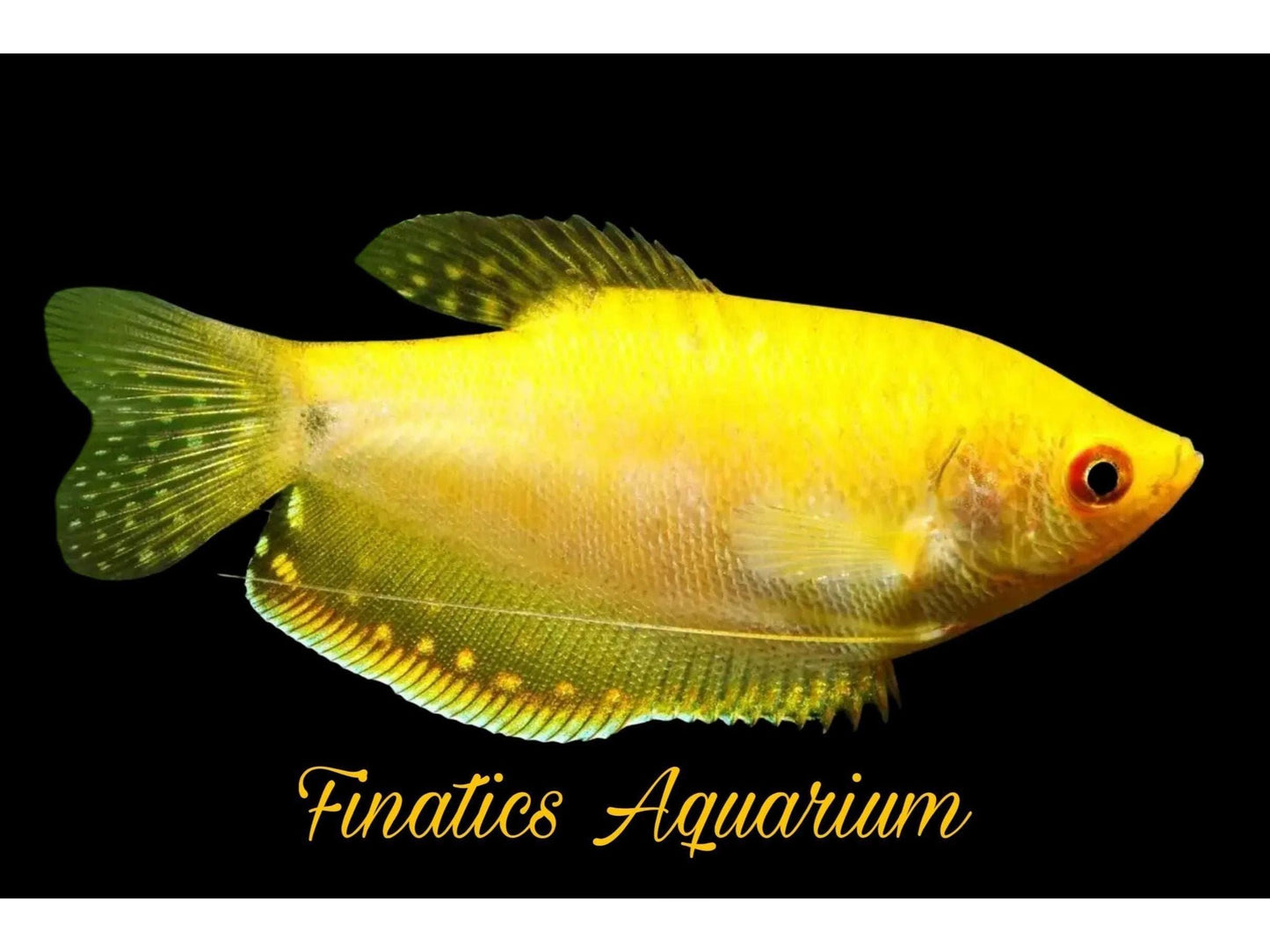 One Gold Gourami Approx 2 - 3"