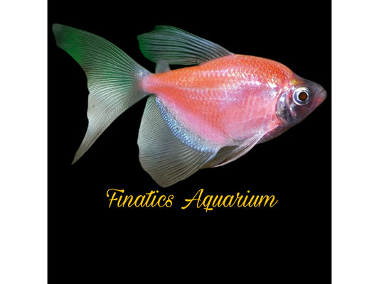 One Glofish Moonrise Pink Longfin Tetra Approx 1 - 1.5”