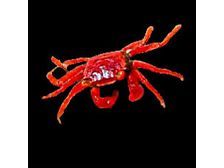 Tomato Crab (Vampire) - Freshwater