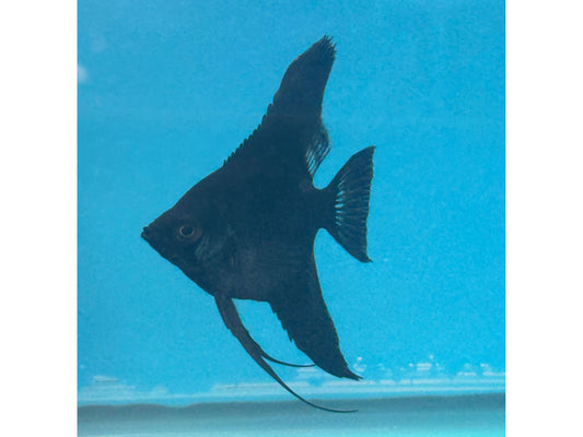 One Black Angelfish Approx 2-2.5” T223