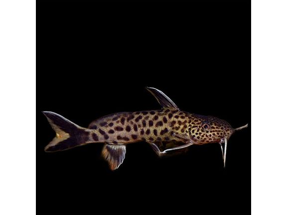 One Dwarf Petricola Catfish (T143)