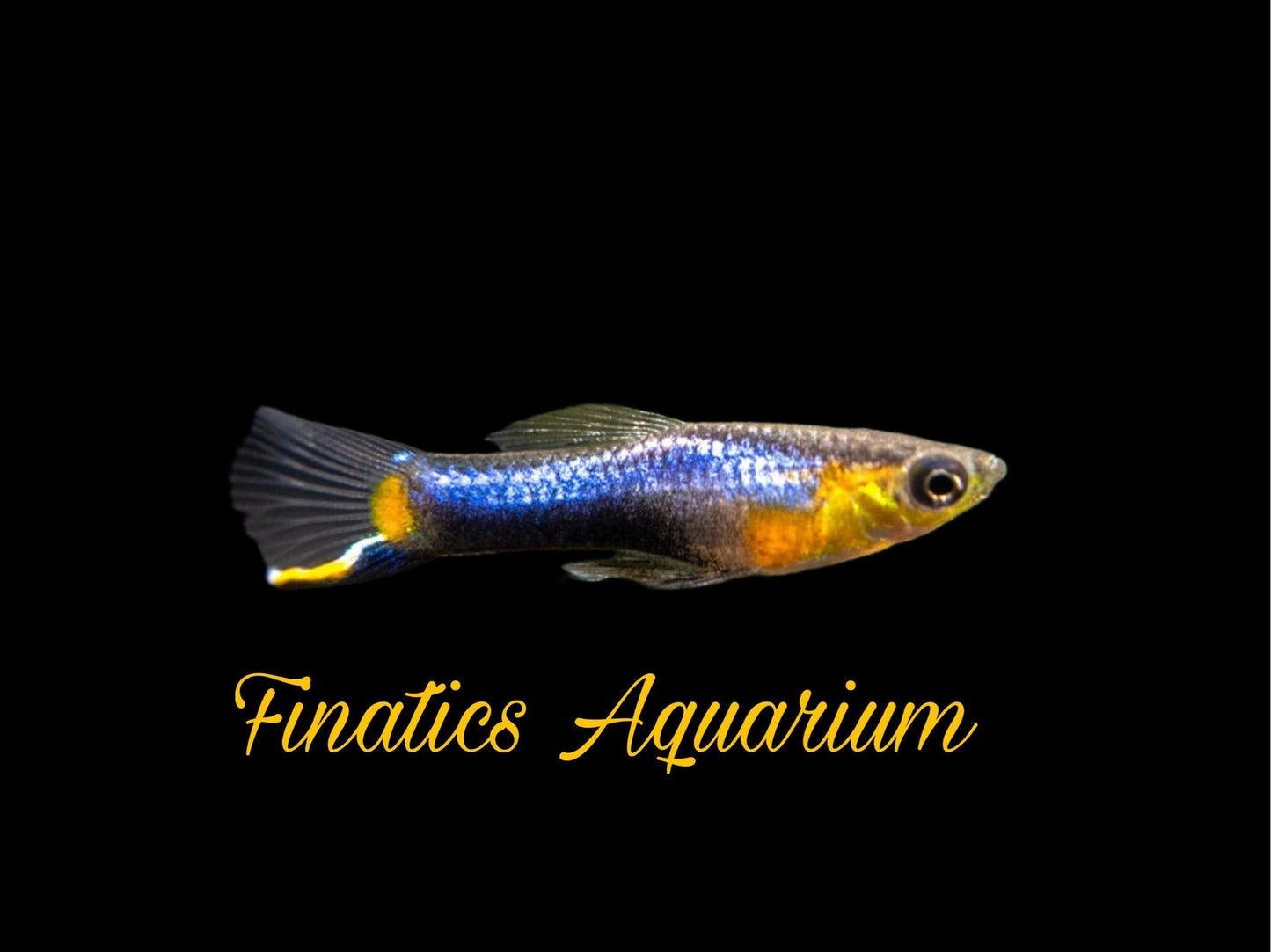 One Blue Star Endlers Guppy Males Approx 3/4-1” T57