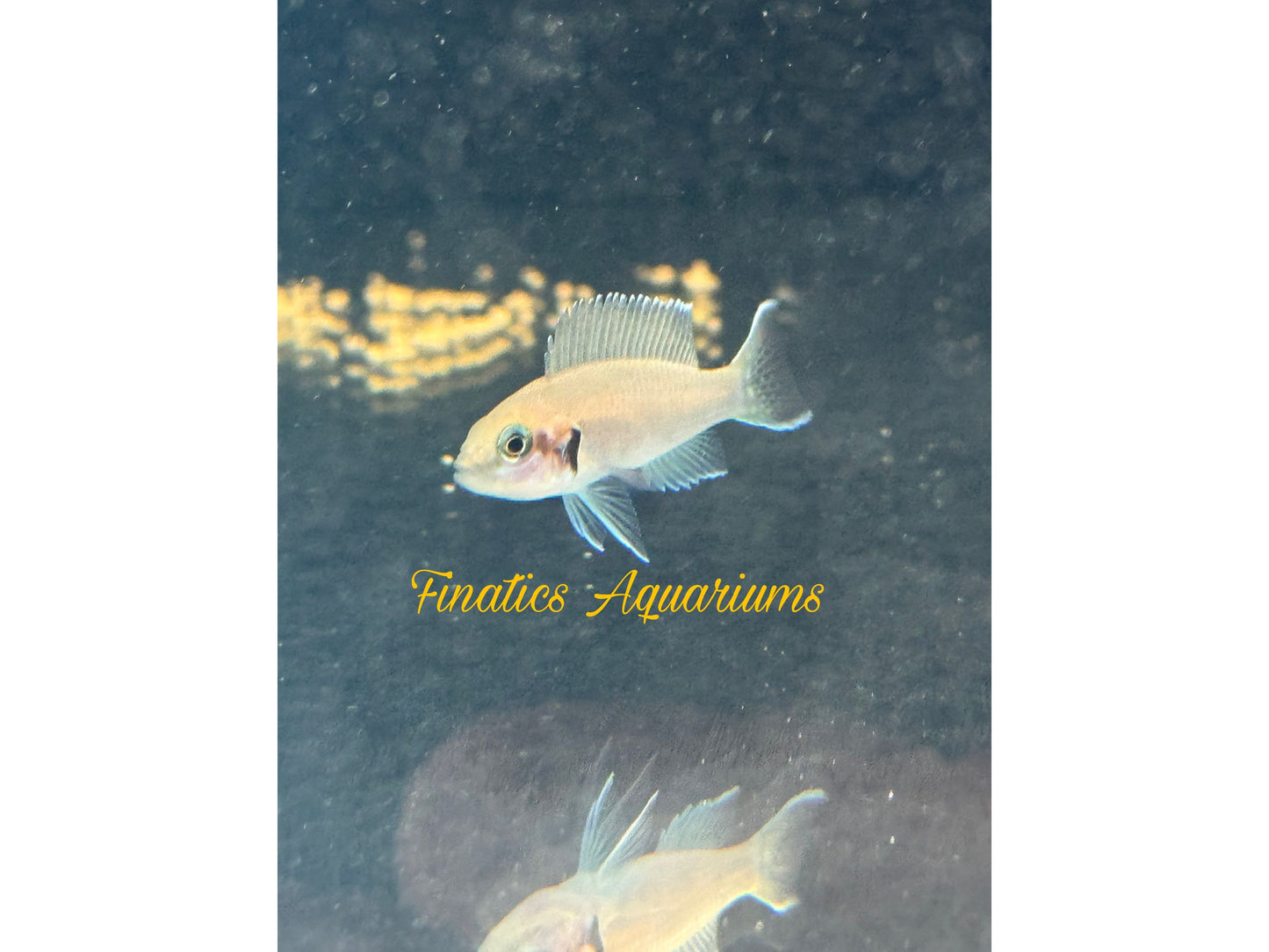 One Brichardi Lyretail Cichlid Approx 1" T257