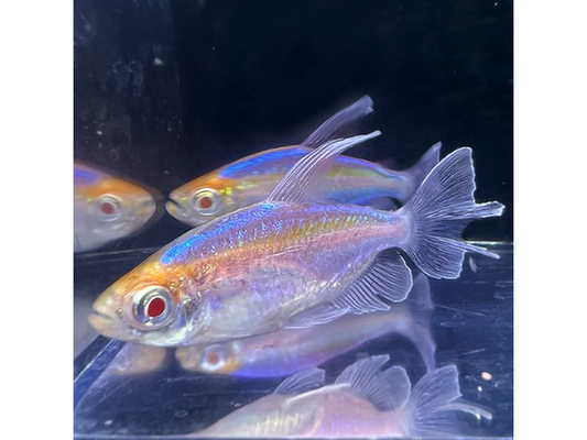 One Congo Longfin Tetra Small Approx 2"  T100