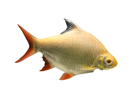 One Tinfoil Red Tail Albino Barb Approx 1.5"