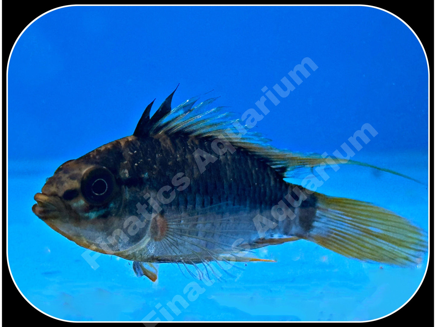 Apistogramma Cruzzi Cichlid