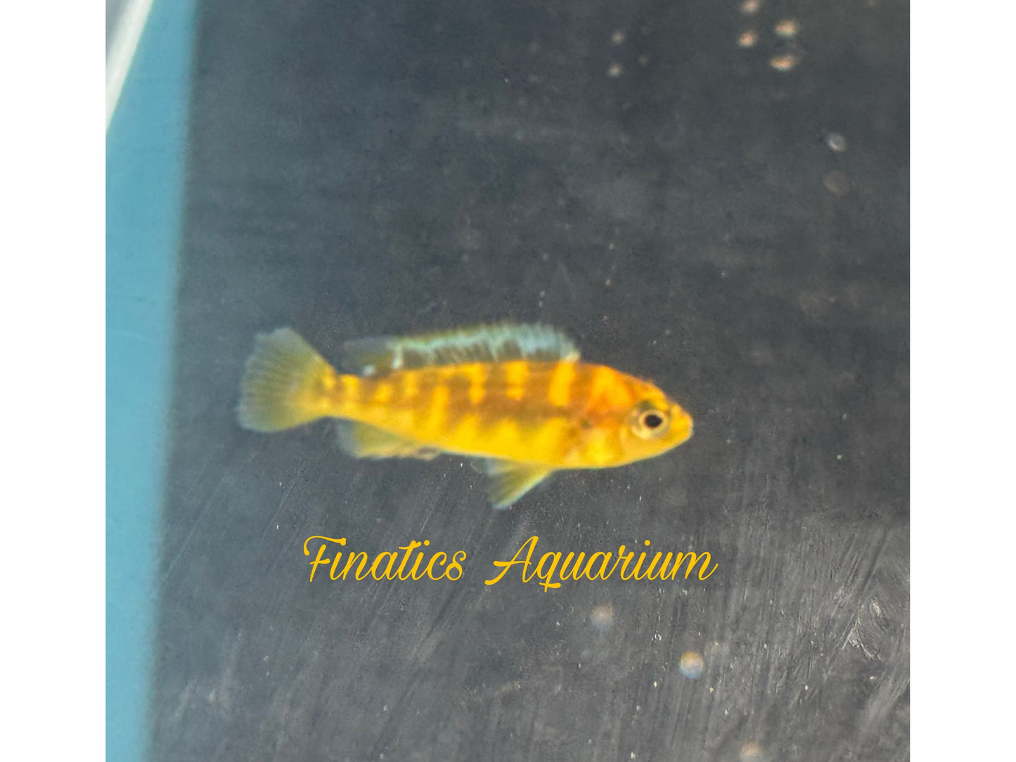 One Bumble Bee Cichlid Approx 1.5” T248