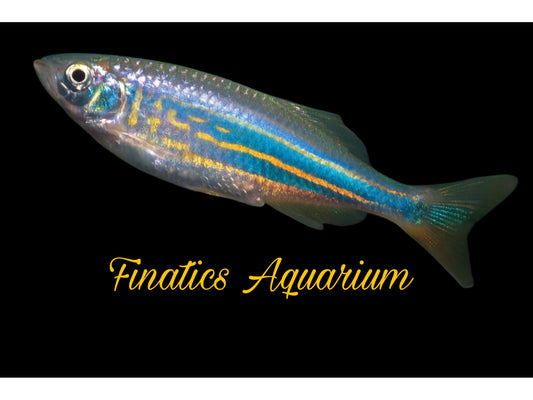 One Malabar Danio Approx 1.5 - 2” T55
