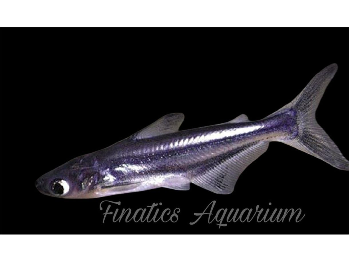 One Pangasius Iridescent Fish Approx 2"