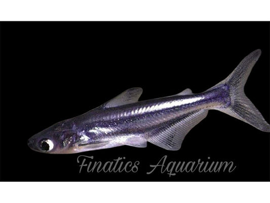 One Pangasius Iridescent Fish Approx 2"