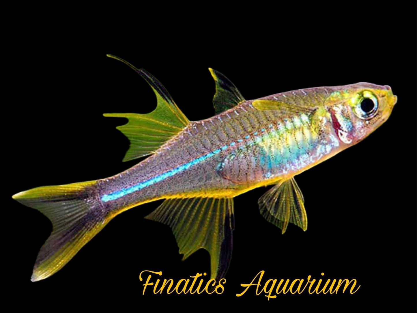 One Celebes Rainbowfish (Telmatherina Ladigesi) Juvenile T118