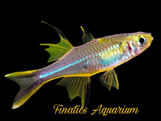 One Celebes Rainbowfish (Telmatherina Ladigesi) Juvenile T118