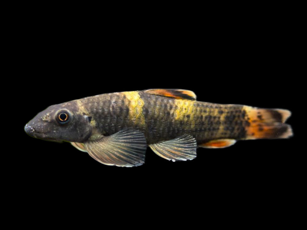 One Banded Burmese Panda Garra