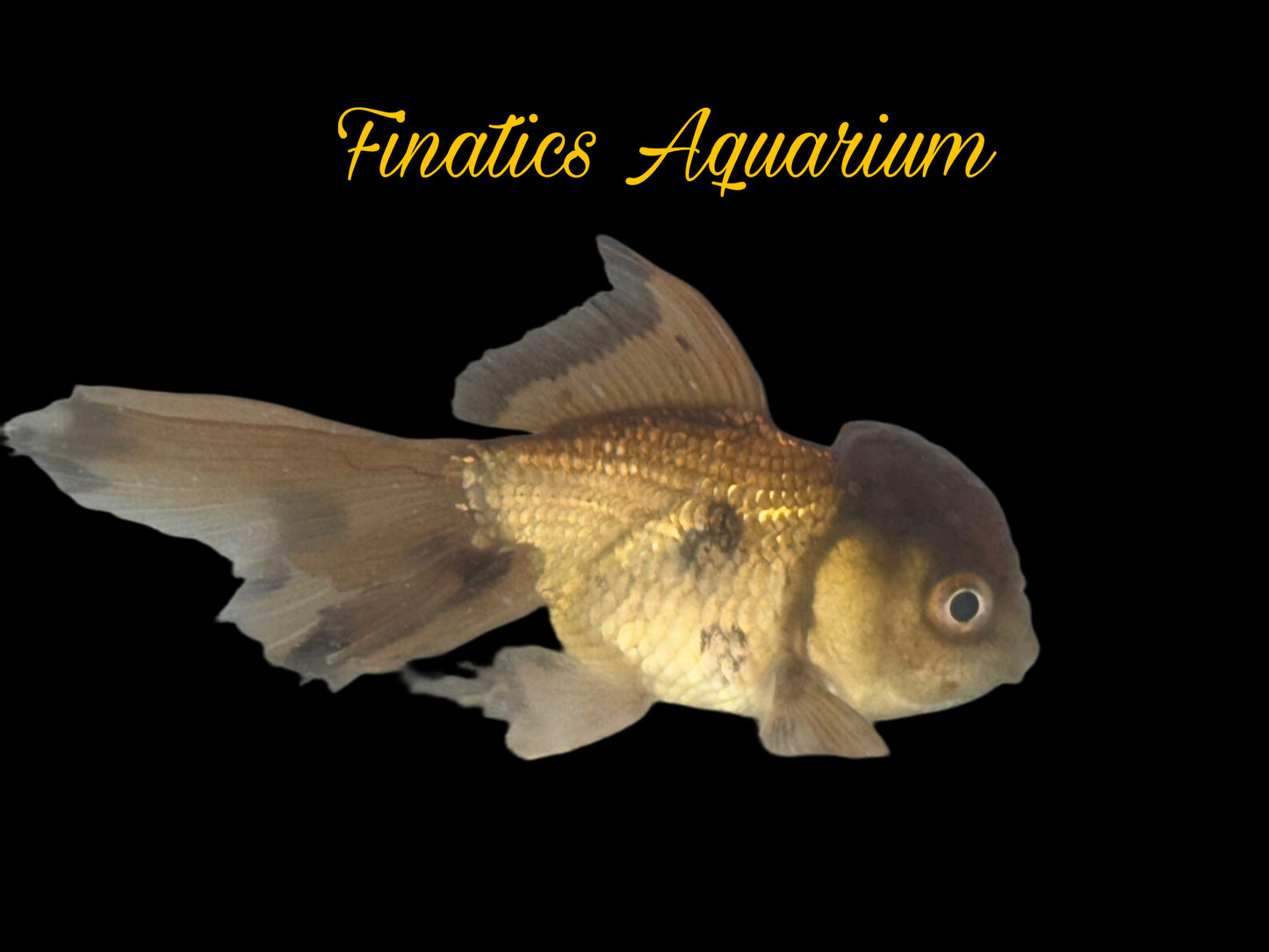 One Black Oranda Goldfish Approx 2-3” WYSWYG r2034