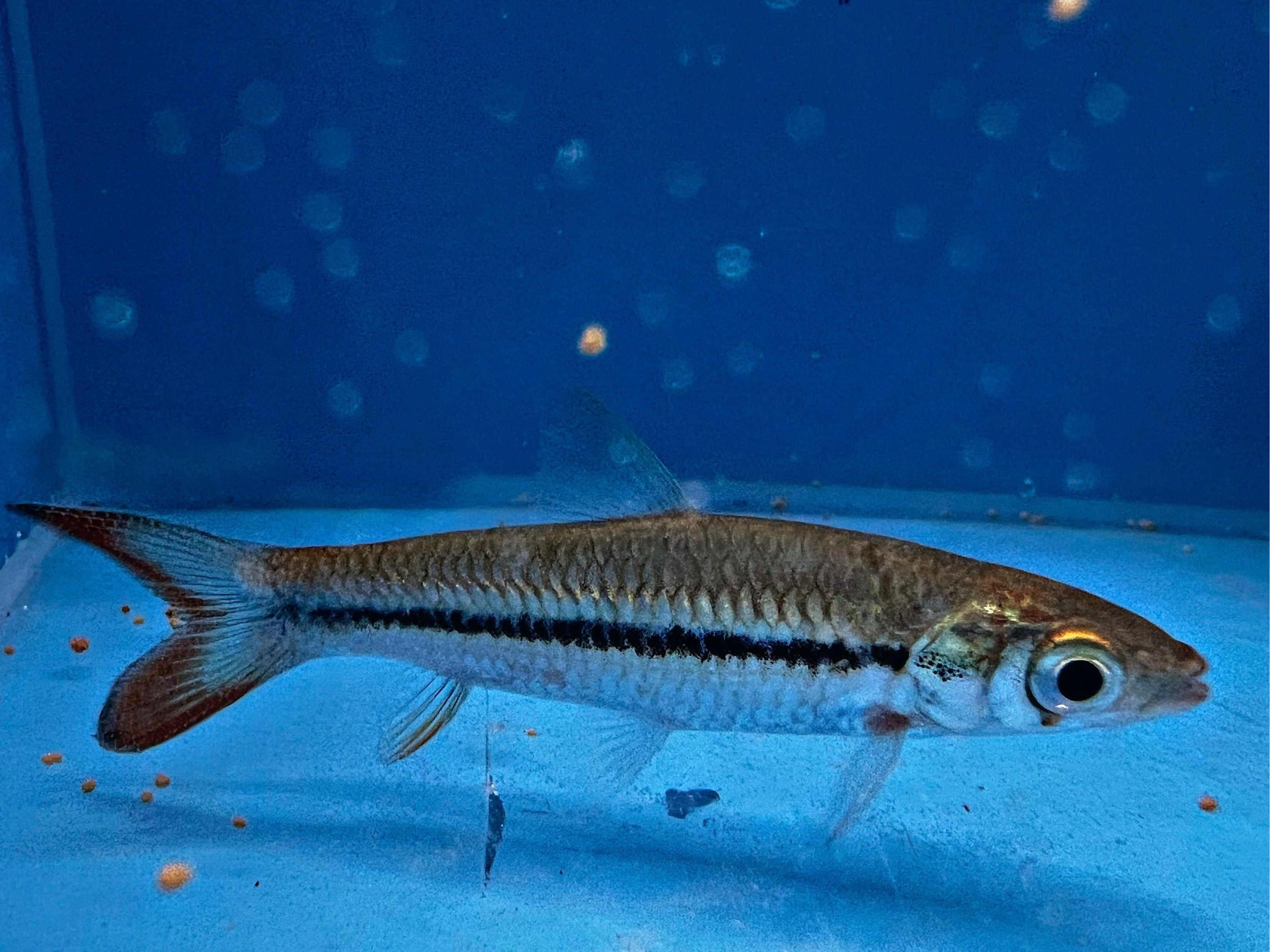 Redfin Fish Freshwater Fish (T81) Finatics Aquarium