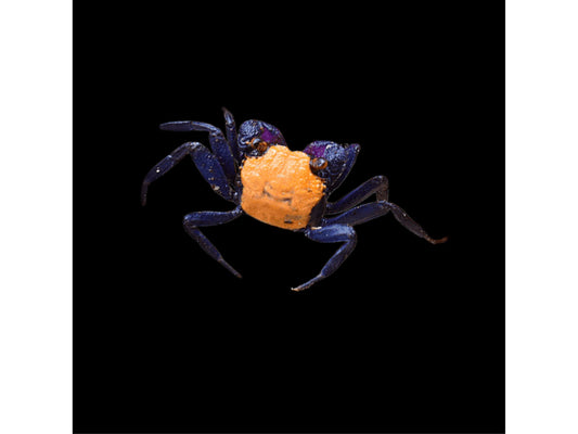 One Halloween Crab (Vampire)  / Orange Back Crab Freshwater (Geosesarma)