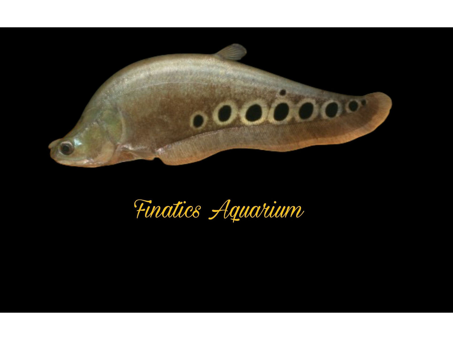 One Clown Knifefish Approx 3-4” (Chitala Ornata) T126