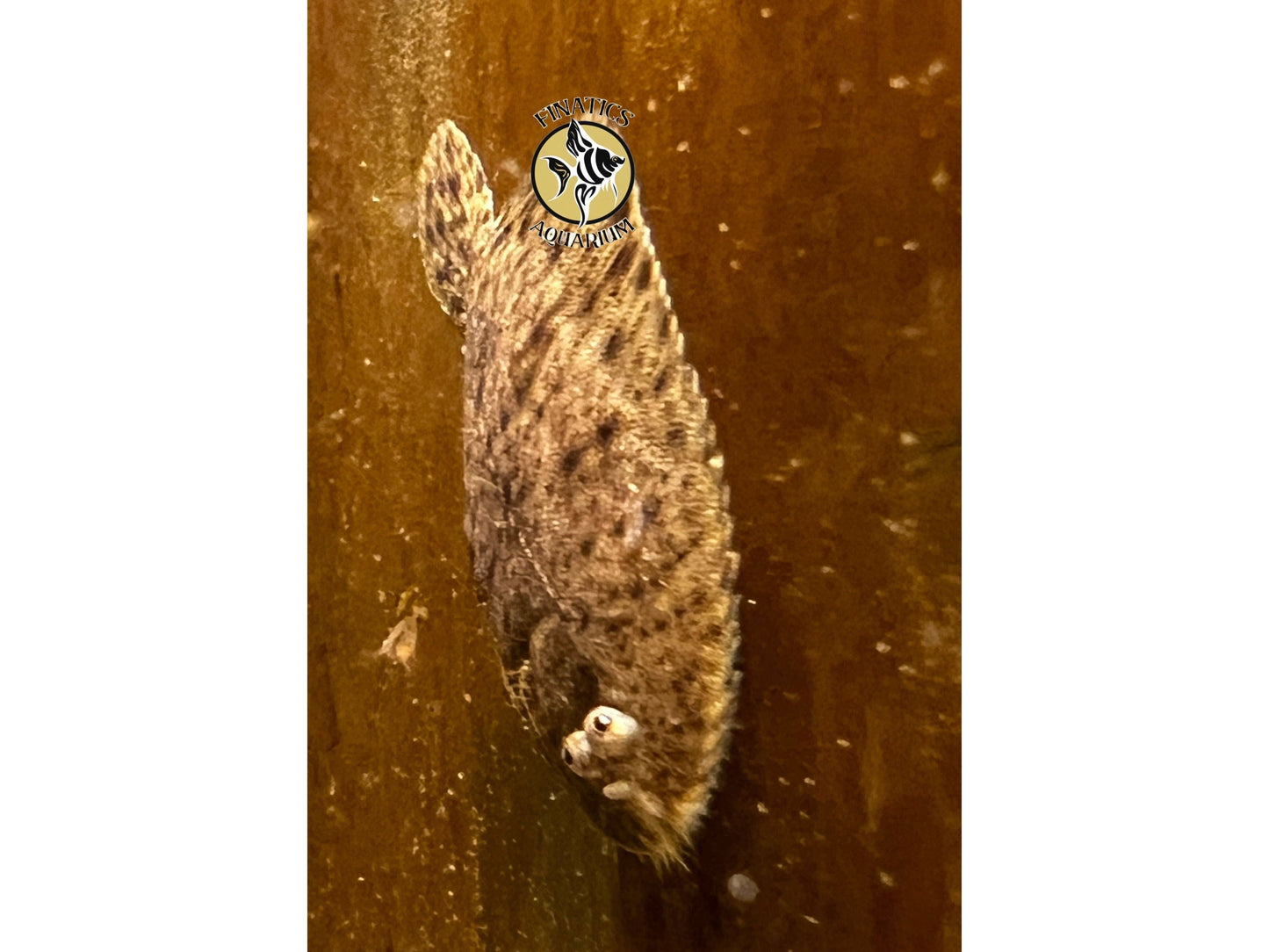 Freshwater Flounder A Unique Fish 3/4 - 1” in size.
