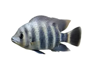 One Buttikoferi Zebra Tilapia Cichlid Juveniles Approx 1.5”
