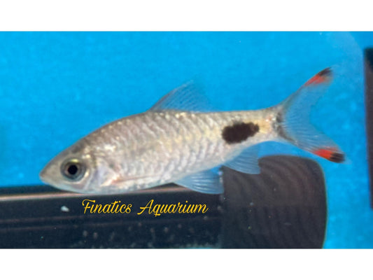 One Filamentosus Barb Approx 1-2” T98