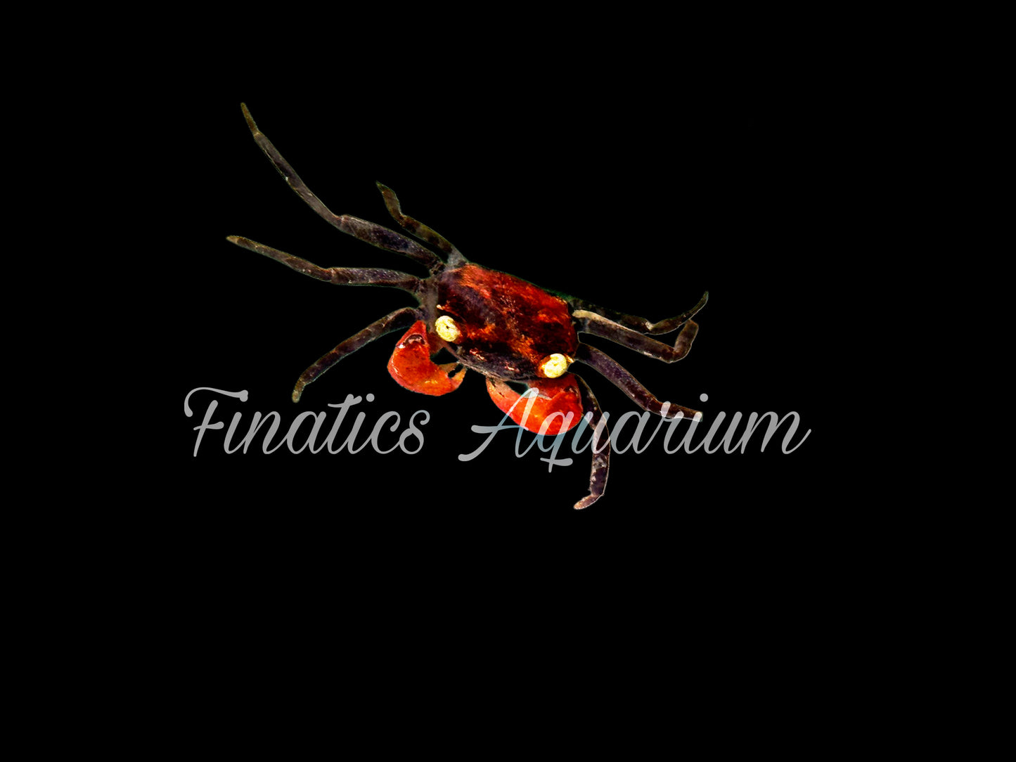 Red Devil Crab (Vampire) Freshwater (Geosesarma)