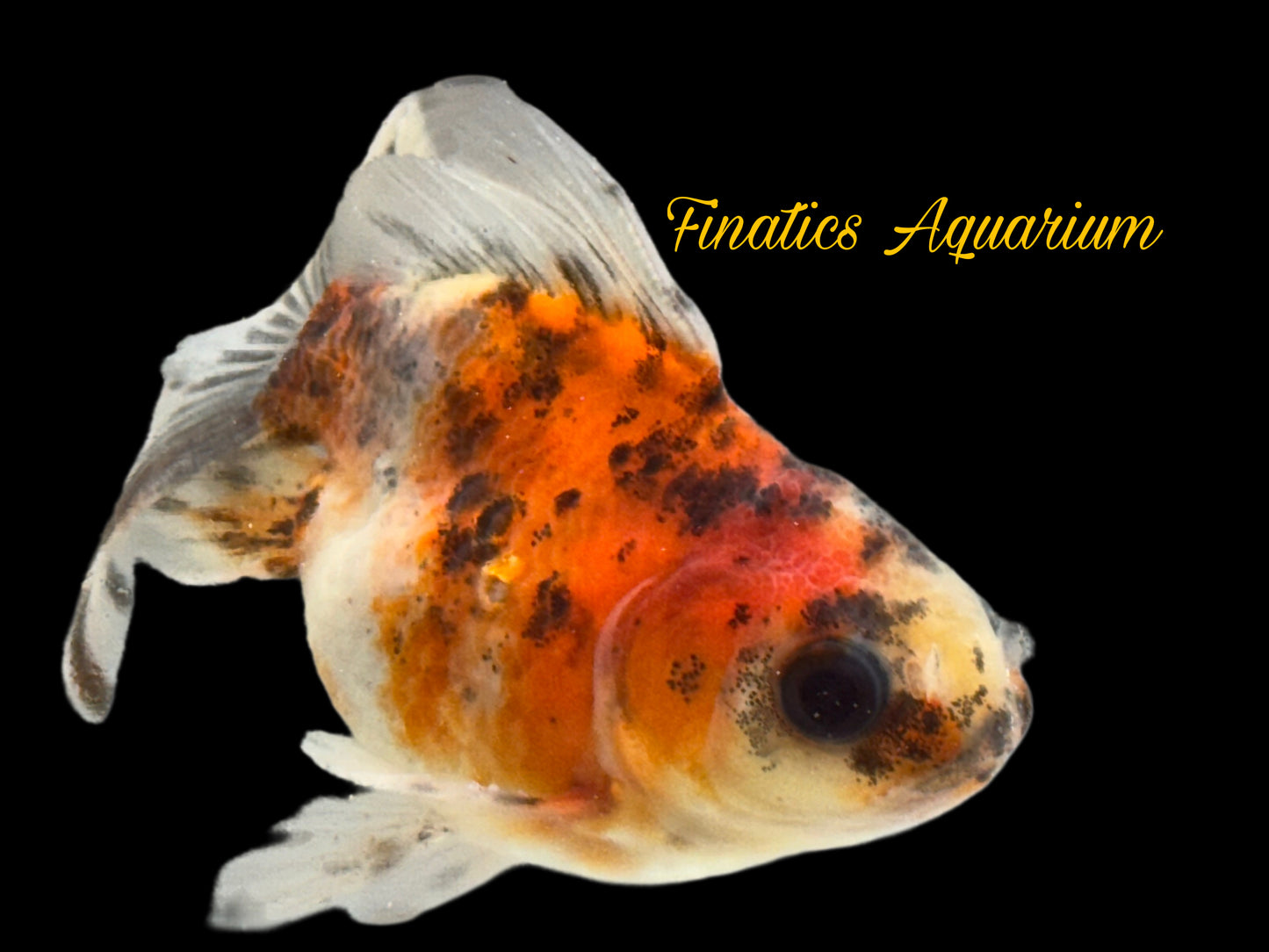 One Oranda Goldfish Approx 2” WYSWYG r2042