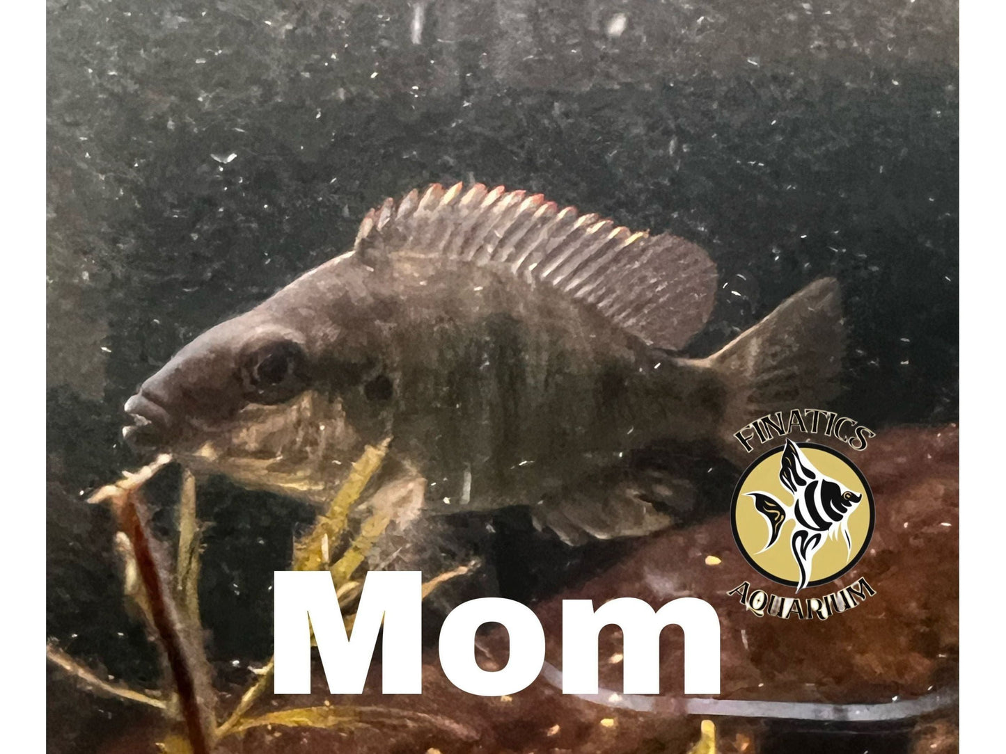 One Taiwan Reef Cichlid