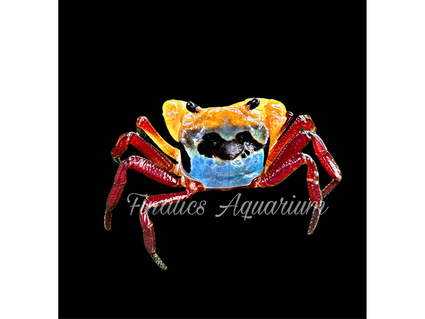 Tricolor Borneo Crab (Vampire) - Freshwater (Lepidothelphusa)