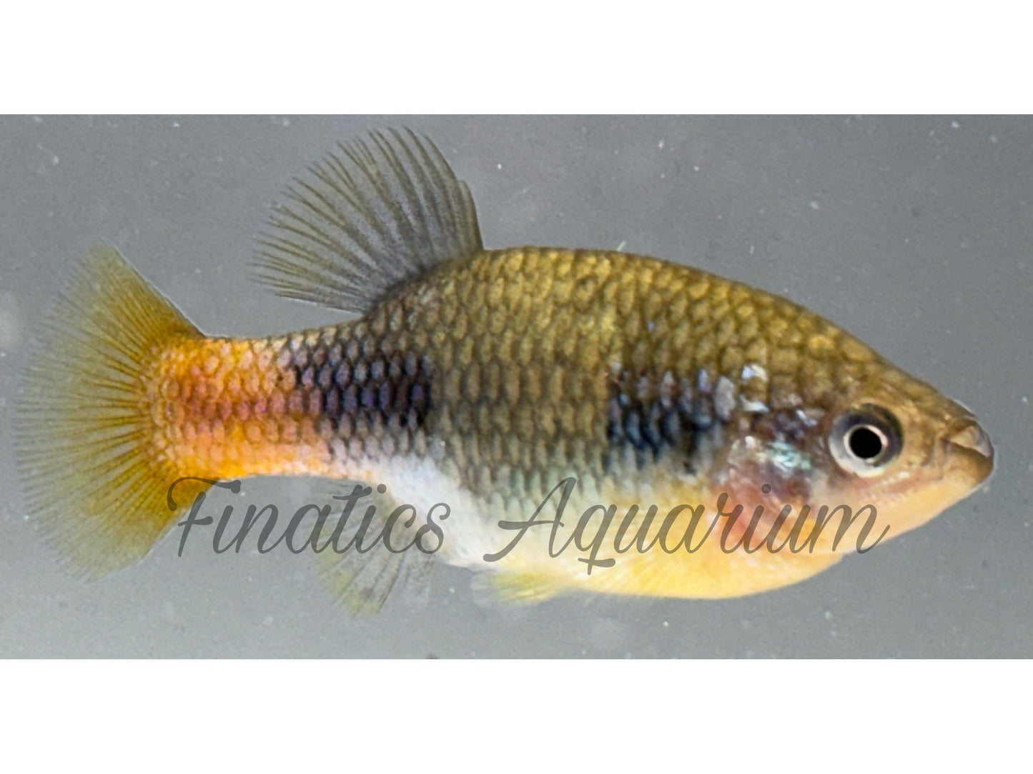 One Redtail Splitfin Goodeid Xenotoca Eiseni Approx 1” T112