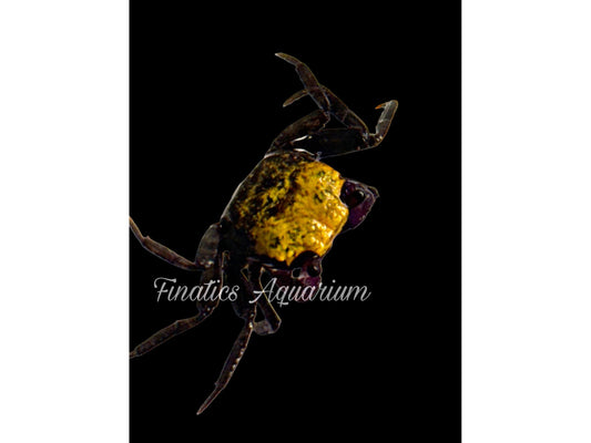 Carnival Yellow (Vampire) Crab - Freshwater (Geosesarma)