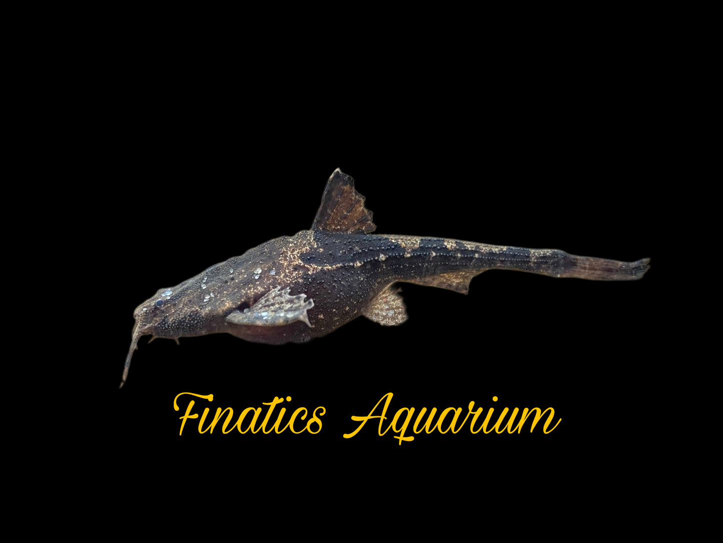 One Banjo Catfish Approx 2.5” T54