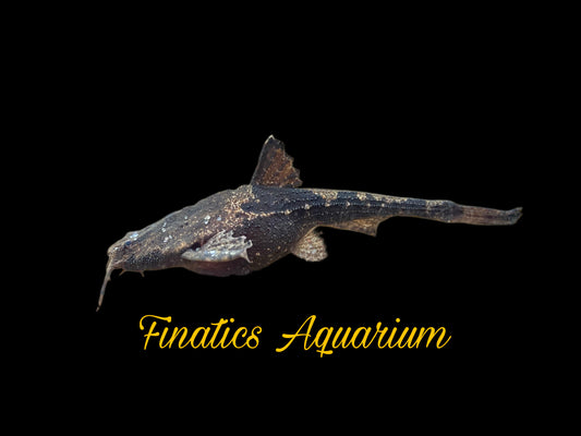 One Banjo Catfish Approx 2.5” T196