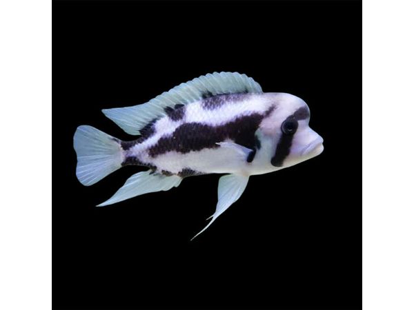One Frontosa Black Widow Approx 1" T254 Cyphotilapia Frontosa