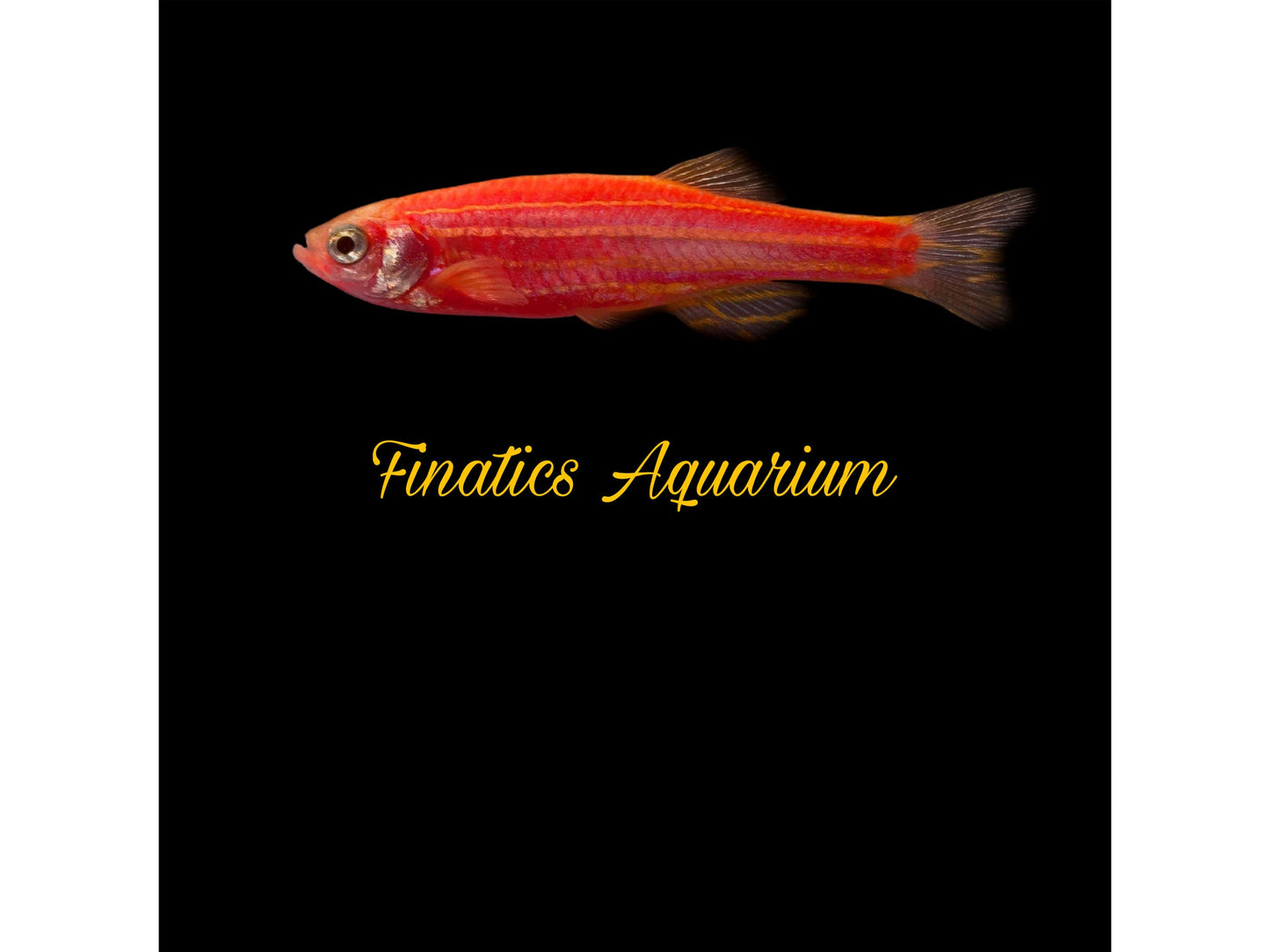 One Starfire Red Glofish Danio Approx 1” T113
