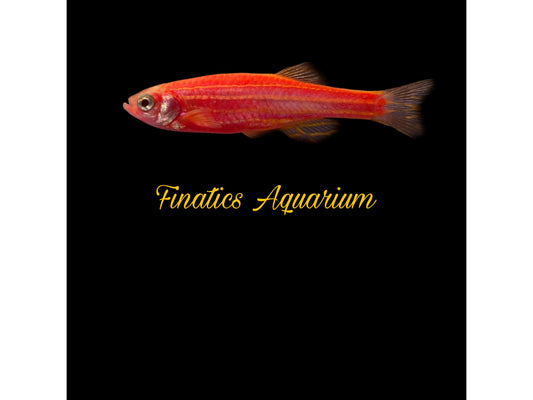 One Starfire Red Glofish Danio Approx 1” T113
