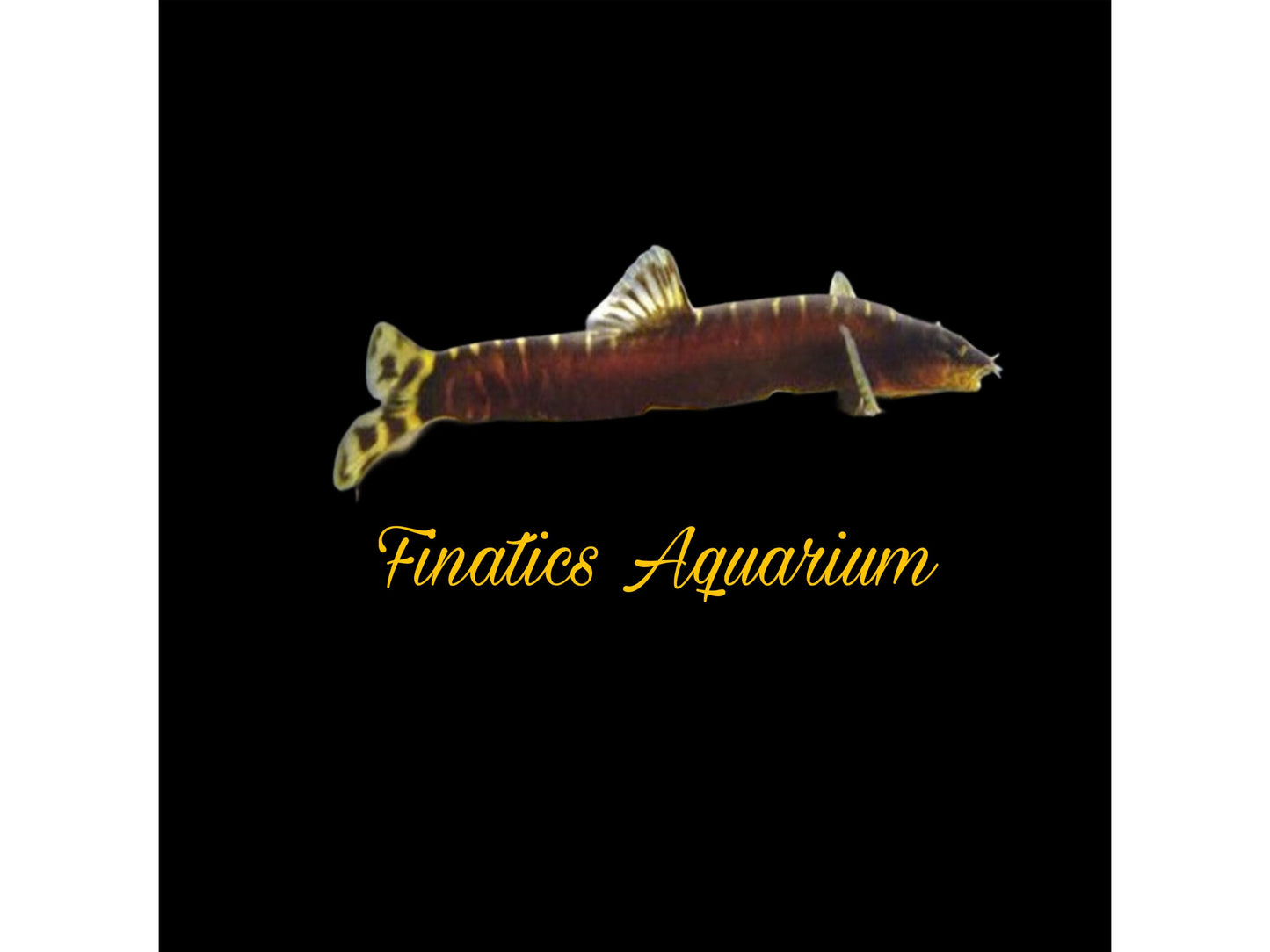 One Guilin Loach (Leptobotia guilinensis) Approx 2-3” T137