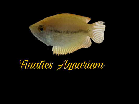 One Dwarf Honey Yellow Gourami Approx  1-1.5”  T100