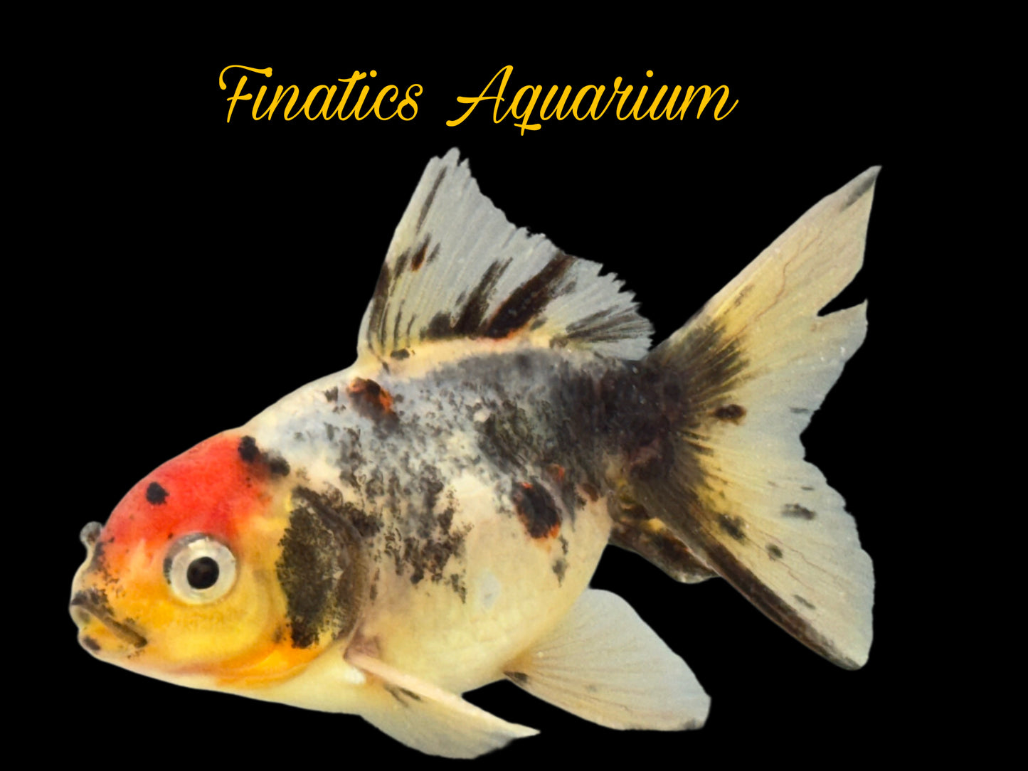 One Oranda Goldfish Approx 2” WYSWYG r2041