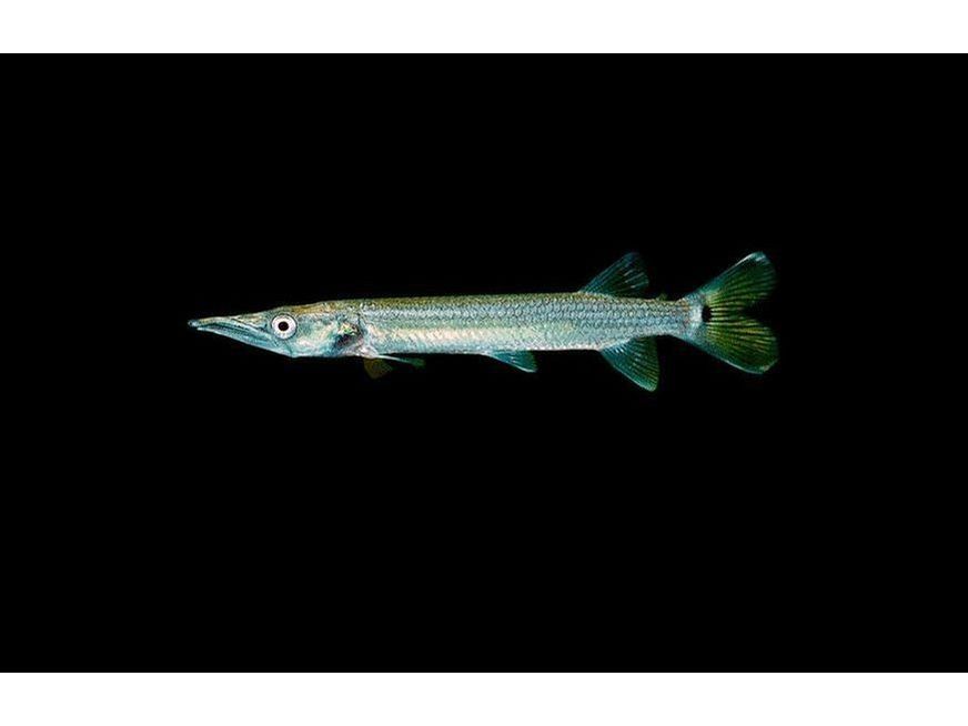 One Silver Hujeta Gar Fish Approx 4” T217