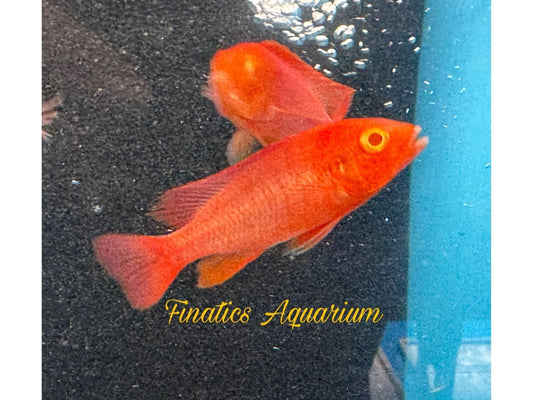 One Peacock Albino Cichlid Approx 2” T247