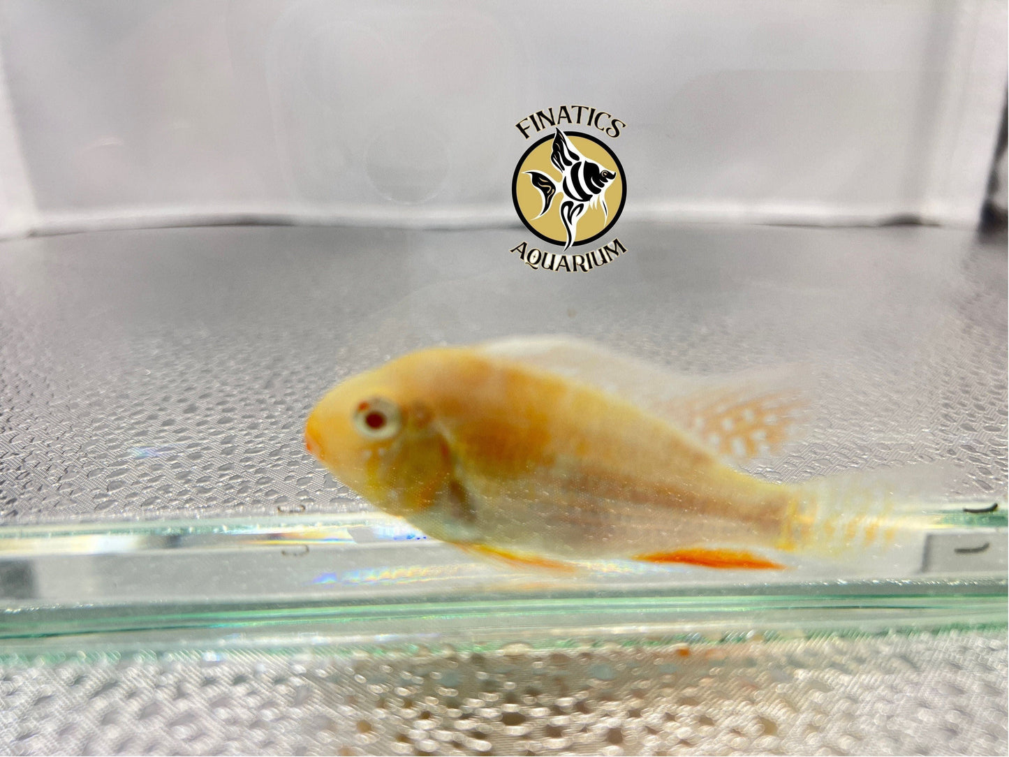 True Albino Heckellii Threadfin Acara Approx 2” T212